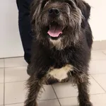 Znaleziono psa, Łódź, 6 listopada 2025