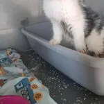 Znaleziono kota, Racławice, 5 listopada 2025