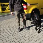 Pies do adopcji, Dębniak, 6 listopada 2025