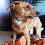 Znaleziono psa, Łódź, 5 listopada 2025