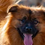 Pies do adopcji, Racławice, 2 listopada 2025