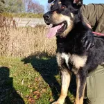 Pies do adopcji, Bełchatów, 19 września 2025