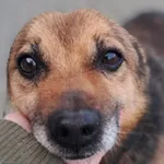 Znaleziono psa, Tatary, 18 października 2025