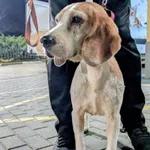 SUCZKA PRZYWIEZIONA Z INTERWENCJI 06-11-2025