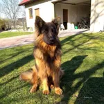 Zaginął pies, Mikułowice, 9 listopada 2025