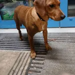 Znaleziono psa, Gdańsk, 9 listopada 2025