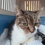 KOT ZNALEZIONY 08.11.2025