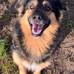 Oddam psa, Ostrzeszewo, 9 listopada 2025