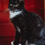 Oddam kota, Olsztyn, 9 listopada 2025