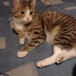 Znaleziono kota, Łódź, 7 listopada 2025