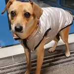 SUCZKA Z INTERWENCJI /905/ 08.11.2025