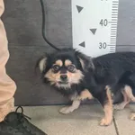 Imię: Przyjęty: 2025-10-21 Płeć: Pies Opis: mieszaniec, czarne-podpalane Wiek w dniu przyjęcia: ok. 4 lata