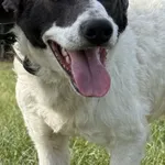 Imię:  Jupik Chip: 616093903160411 Płeć : Samiec Wiek:  styczeń 2025 Wielkość:  średnio mały Kastracja/sterylizacja:  Tak Inne Psy:  Akceptuje towarzystwo suczek i psów Dzieci:  W każdym wieku Jupik t