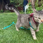 7.11 zaginął Krakers, Kurza Góra/ Kościan