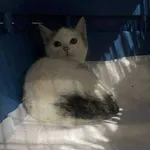 Znaleziono kota, Czartki, 10 listopada 2025