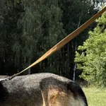 Imię:  Tesla Chip: 616093903160348 Płeć : Samica Wiek:  styczeń 2025 Wielkość:  średnia Kastracja/sterylizacja:  Tak Inne Psy:  Akceptuje towarzystwo suczek i psów, Dzieci:  Tesla to sympatyczny aktyw