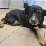 Znaleziono psa, Grudziądz, 9 listopada 2025