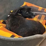 Znaleziono psa, Olsztyn, 5 listopada 2025