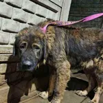 Pies do adopcji, Zgierz, 8 listopada 2025