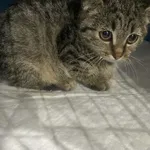 Znaleziono kota, Czartki, 10 listopada 2025