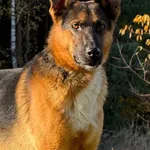 Imię:  Krzyś Chip: 616093903165617 Płeć : Samiec Wiek:  styczeń 2023 Wielkość:  duży Kastracja/sterylizacja:  Tak Inne Psy:  Akceptuje towarzystwo suczek i psów, Dzieci:  Krzyś to sympatyczny aktywny 