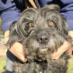 Pies do adopcji, Oborniki, 9 października 2025