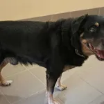 Znaleziono psa, Olsztyn, 6 listopada 2025