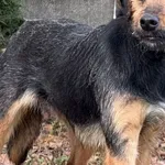 Imię:  Jolka Chip: 616093903160403 Płeć : Samica Wiek:  marzec 2025 Wielkość:  średnio mała Kastracja/sterylizacja:  Tak Inne Psy:  Akceptuje towarzystwo suczek i psów, Dzieci:  W wieku nastoletnim Ch