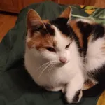 W Aleksandrowie Łódzkim znaleziono kotkę, bardzo przyjazna, zadbana, na pewno domowa. Niestety nie posiada czipa.