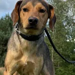 Imię:  Domiś Chip: 616093903164438 Płeć : Samiec Wiek:  październik 2024 Wielkość:  średni Kastracja/sterylizacja:  Tak Inne Psy:  Akceptuje towarzystwo suczek i psów, Dzieci:  Domiś to energiczny psi