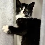 Oddam kota, Szłapy, 11 listopada 2025