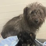 13232/198/25 Welma  - data przyjęcia - 08.11.2025