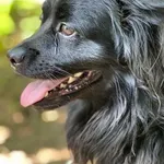 Pies do adopcji, Oborniki, 12 czerwca 2025