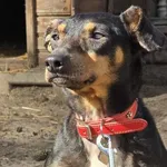 Pies do adopcji, Oborniki, 3 marca 2025