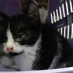 Kocurek poz. 25/837/K