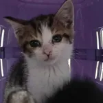 Kocurek poz. 25/838/K