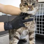 Znaleziono kota, Łódź, 11 listopada 2025