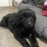 13235/201/25 Kudłaty - data przyjęcia - 08.11.2025