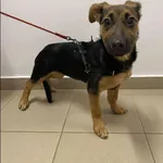 Znaleziono psa, Grudziądz, 9 listopada 2025