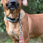 Imię: Zuma Chip: 616093903064748 Płeć : Samica Wiek:  styczeń 2025 Wielkość: mała Kastracja/sterylizacja:  Tak Inne Psy:  Akceptuje towarzystwo suczek i psów Dzieci:  W wieku szkolnym Zuma sympatyczna