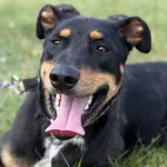 Imię:  Enzo Chip: 616093903064751 Płeć : Samiec Wiek:  styczeń 2023 Wielkość:  średni Kastracja/sterylizacja:  Tak Inne Psy:  Akceptuje towarzystwo suczek i psów, Dzieci:  Enzo to aktywny energiczny c