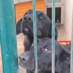 Pies do adopcji, Radom, 9 grudnia 2025