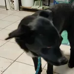 Znaleziono psa, Radom, 9 listopada 2025