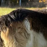 Imię:  Janek Chip: 616093903160337 Płeć : Samiec Wiek:  styczeń 2018 Wielkość:  mały Kastracja/sterylizacja:  Tak Inne Psy:  Akceptuje towarzystwo suczek i psów Dzieci:  W wieku szkolnym Janek to symp