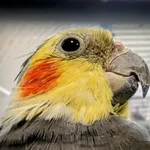 Znaleziono zwierzę, Lublin, 5 listopada 2025