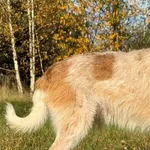 Pies do adopcji, Pieczyska, 11 listopada 2025