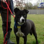 Znaleziono psa, Szczecin, 9 listopada 2025