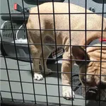 Pies odnaleziony w dniu 11.11.2025 r. przy ul. Nakielskiej.