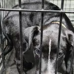 Znaleziono psa, Radom, 9 listopada 2025