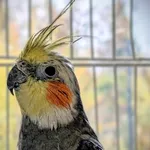 Znaleziono zwierzę, Lublin, 5 listopada 2025